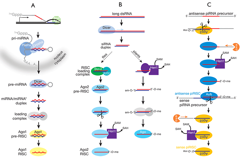 Figure 1:  Biogenesis of small silencing RNAs...
